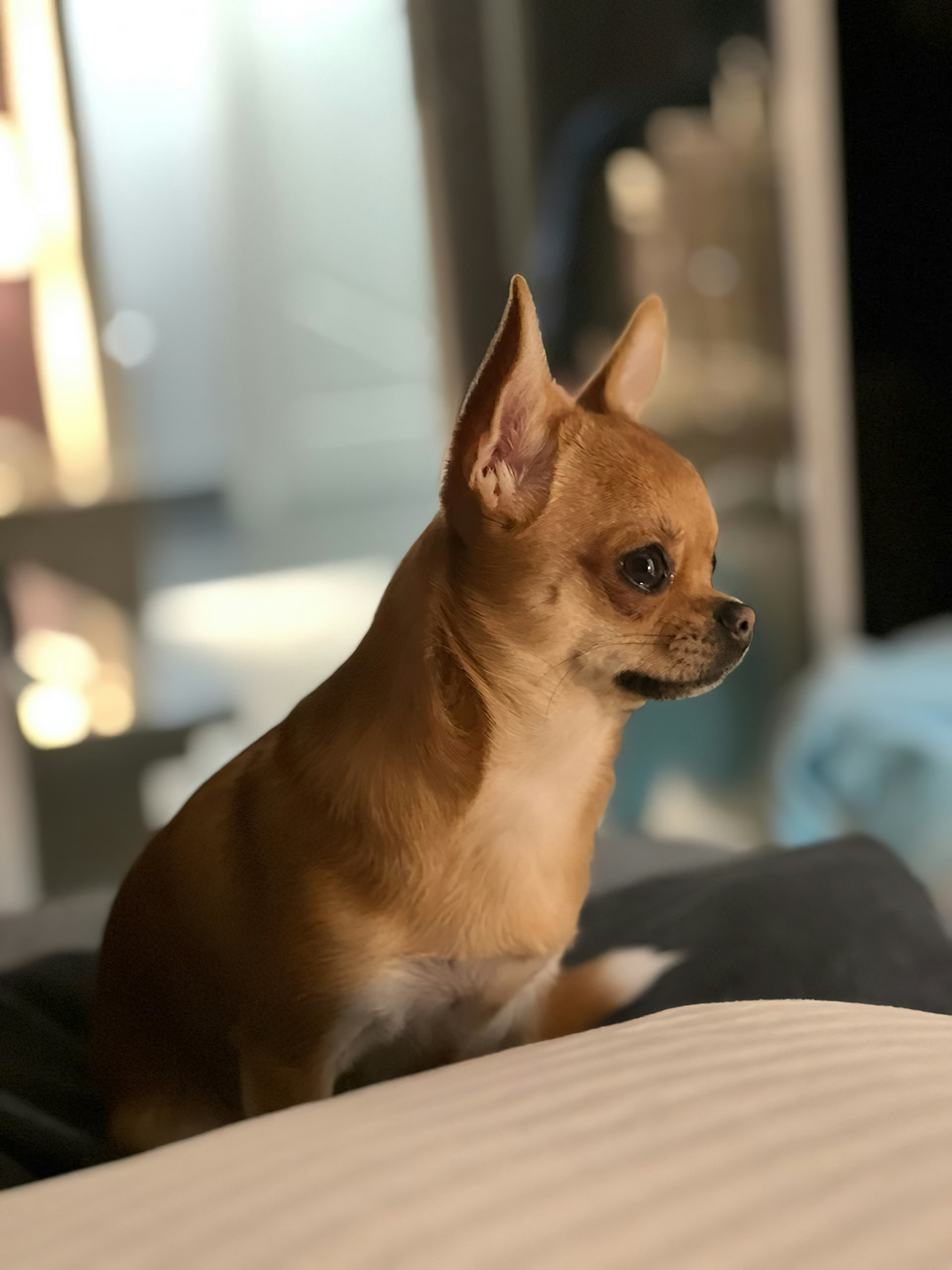 Chihuahua The Diamonds