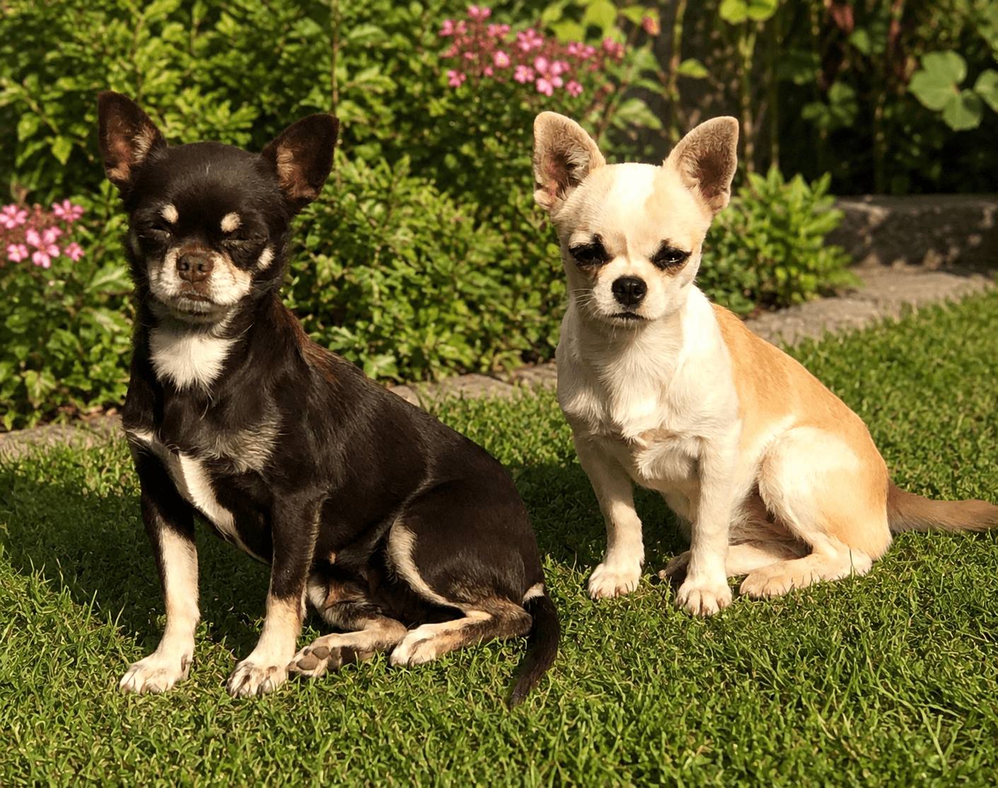Chihuahua a pelo corto