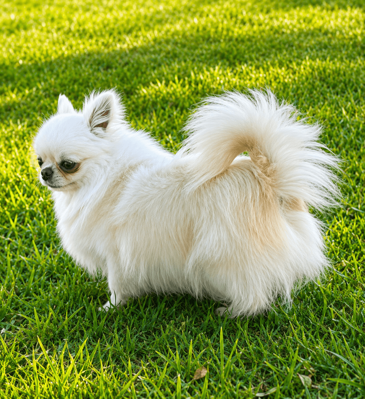 Onyx, Chihuahua a pelo lungo