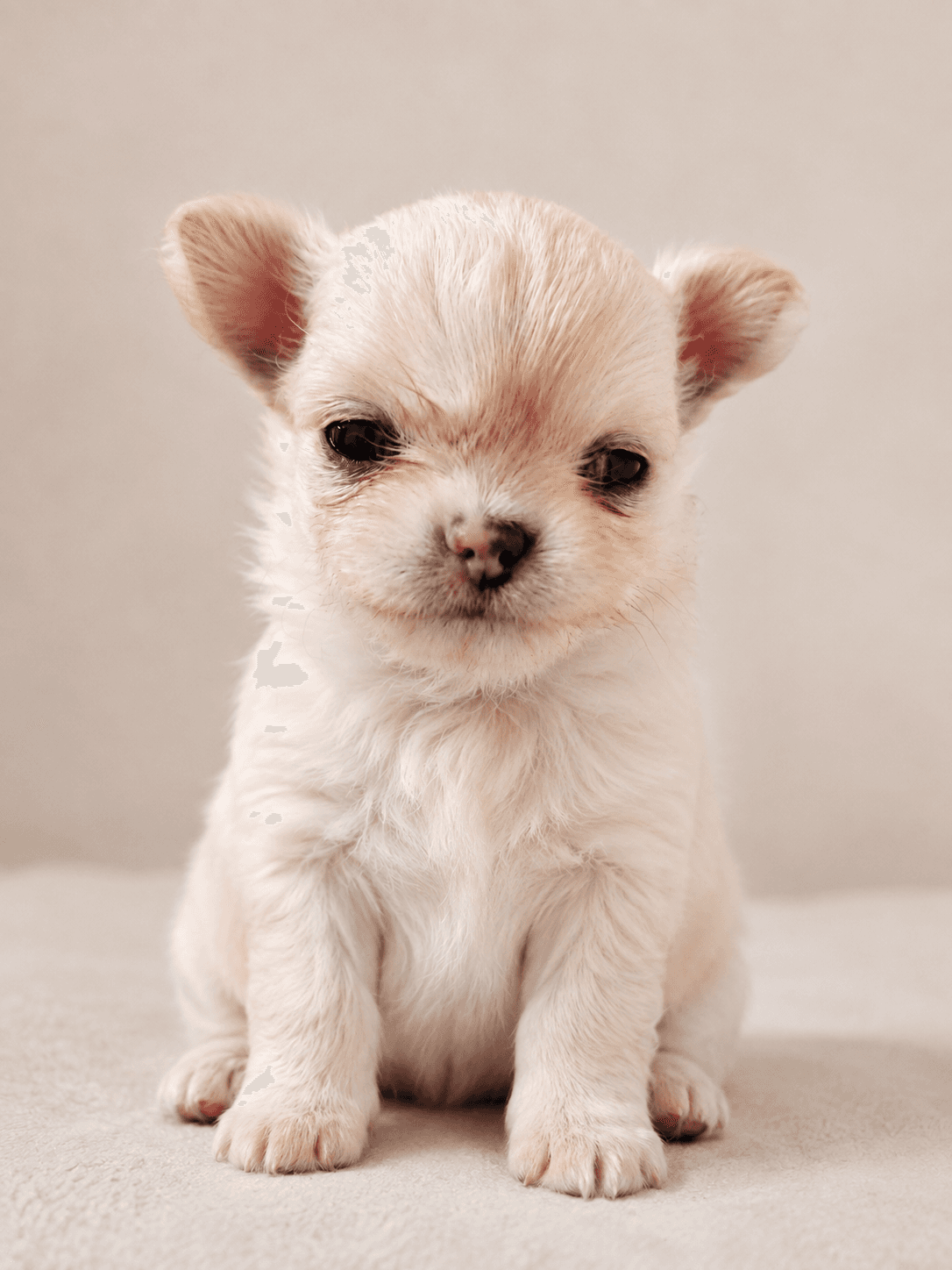 Cucciolo di Chihuahua